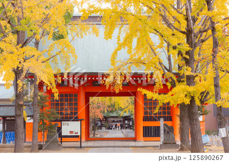 【日本】千葉県市川市の葛飾八幡宮の朱色の門と黄色く紅葉した銀杏の木 125890267