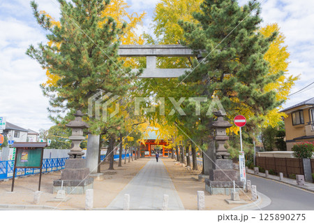 【日本】千葉県市川市の葛飾八幡宮の鳥居と灯籠越しに参道沿いの紅葉した銀杏並木 125890275