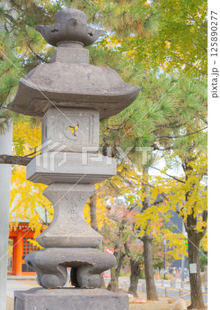 【日本】千葉県市川市の葛飾八幡宮の石造りの灯籠と紅葉した銀杏の木 125890277