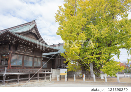 【日本】千葉県市川市の葛飾八幡宮境内の社と紅葉した巨大な銀杏の木 【日本】千葉県市川市の葛飾八幡宮境内の社と紅葉した巨大な銀杏の木 125890279
