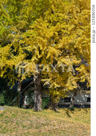 京都府南丹市園部町に所在する晩秋の摩気神社の黄色に色づいた大銀杏を撮影 125890356