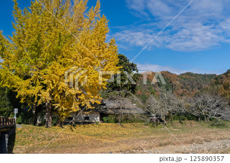 京都府南丹市園部町に所在する晩秋の摩気神社の黄色に色づいた大銀杏を撮影 京都府南丹市園部町に所在する晩秋の摩気神社の黄色に色づいた大銀杏を撮影 125890357