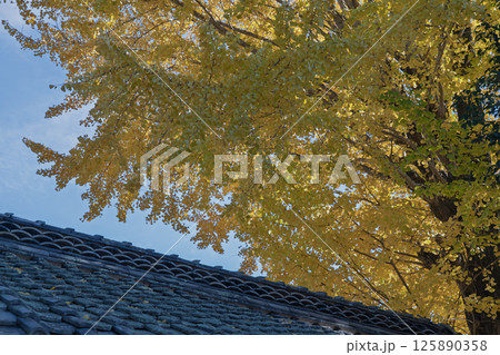 京都府南丹市園部町に所在する晩秋の摩気神社の黄色に色づいた大銀杏を撮影 京都府南丹市園部町に所在する晩秋の摩気神社の黄色に色づいた大銀杏を撮影 125890358