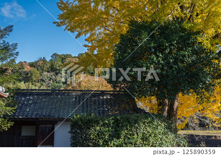 京都府南丹市園部町に所在する晩秋の摩気神社の黄色に色づいた大銀杏を撮影 京都府南丹市園部町に所在する晩秋の摩気神社の黄色に色づいた大銀杏を撮影 125890359