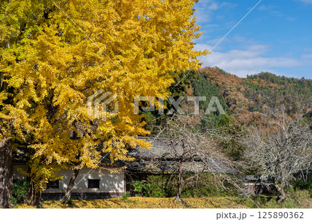 京都府南丹市園部町に所在する晩秋の摩気神社の黄色に色づいた大銀杏を撮影 125890362