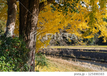 京都府南丹市園部町に所在する晩秋の摩気神社の黄色に色づいた大銀杏を撮影 125890383
