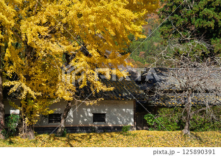 京都府南丹市園部町に所在する晩秋の摩気神社の黄色に色づいた大銀杏を撮影 京都府南丹市園部町に所在する晩秋の摩気神社の黄色に色づいた大銀杏を撮影 125890391