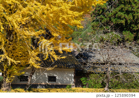 京都府南丹市園部町に所在する晩秋の摩気神社の黄色に色づいた大銀杏を撮影 125890394