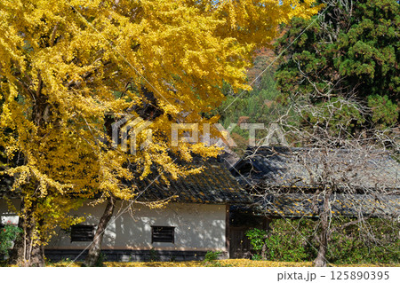 京都府南丹市園部町に所在する晩秋の摩気神社の黄色に色づいた大銀杏を撮影 京都府南丹市園部町に所在する晩秋の摩気神社の黄色に色づいた大銀杏を撮影 125890395