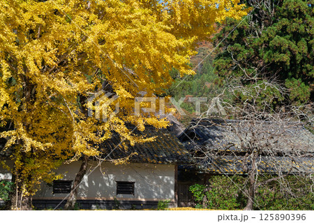 京都府南丹市園部町に所在する晩秋の摩気神社の黄色に色づいた大銀杏を撮影 125890396