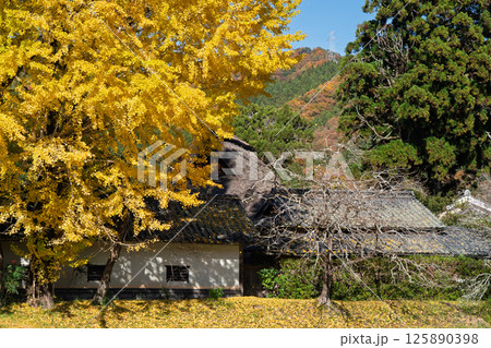 京都府南丹市園部町に所在する晩秋の摩気神社の黄色に色づいた大銀杏を撮影 125890398