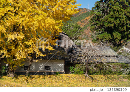 京都府南丹市園部町に所在する晩秋の摩気神社の黄色に色づいた大銀杏を撮影 京都府南丹市園部町に所在する晩秋の摩気神社の黄色に色づいた大銀杏を撮影 125890399