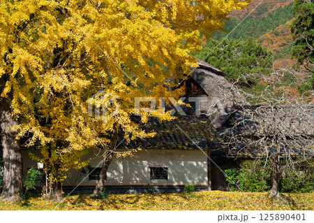 京都府南丹市園部町に所在する晩秋の摩気神社の黄色に色づいた大銀杏を撮影 125890401