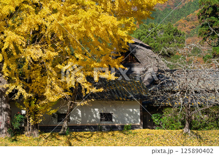 京都府南丹市園部町に所在する晩秋の摩気神社の黄色に色づいた大銀杏を撮影 京都府南丹市園部町に所在する晩秋の摩気神社の黄色に色づいた大銀杏を撮影 125890402