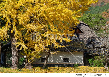 京都府南丹市園部町に所在する晩秋の摩気神社の黄色に色づいた大銀杏を撮影 125890403