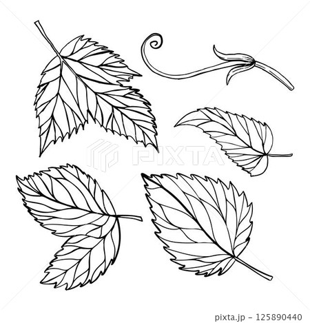 Hand drawn vector set of four leafs . Can be used on fabrics and paper products and other. 125890440