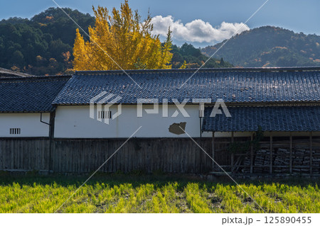 京都府南丹市園部町に所在する晩秋の摩気神社の黄色に色づいた大銀杏を撮影 125890455