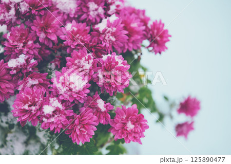 Pink Daisy flowers covered with snow in winter on gray blue background 125890477