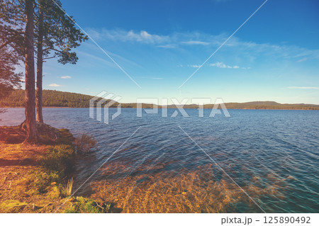 Pine trees on the lakeshore on a sunny day. Beautiful nature of Finland 125890492