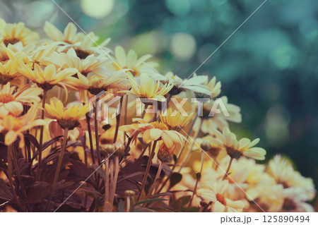 Vintage flower lawn for background. Daisy flowers on a blurred background Vintage flower lawn for background. Daisy flowers on a blurred background 125890494