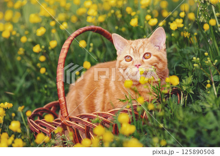 Cute red kitten in a basket on a flowering field in spring 125890508
