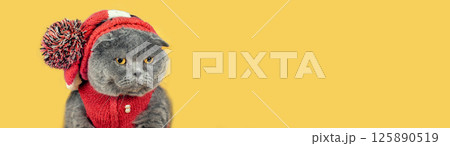 Portrait of a funny cat in a cap with a pompom and a jacket. The cat is sitting on a yellow blanket. Horizontal banner Portrait of a funny cat in a cap with a pompom and a jacket. The cat is sitting on a yellow blanket. Horizontal banner 125890519