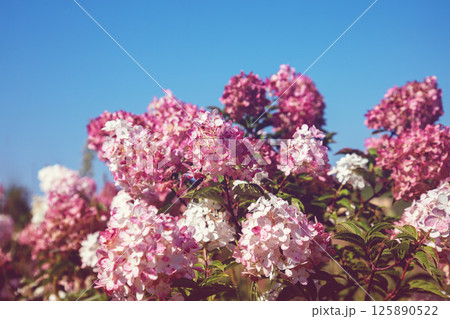 Pink hydrangea bush in the garden on a blue background 125890522
