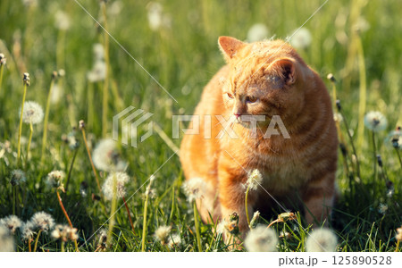 Cat on nature outdoors. Ginger kitten lying in the grass with dandelions on a sunny summer day. The cat with dandelion parachutes on the head 125890528