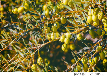 Olive branches with green olives. Nature background 125890565