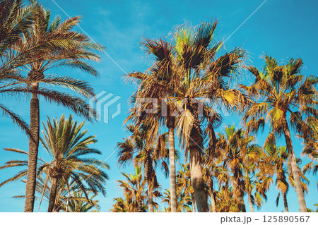Palm trees against the blue sky. Palm plantation. Natural landscape. Ein Gedi, Israel 125890567