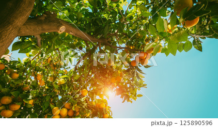 Branches with ripe oranges against blue sky 125890596