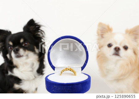 結婚指輪を前に並ぶ仲良しチワワの可愛い姿 125890655