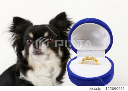 結婚指輪を前にしているチワワの可愛い姿 125890661