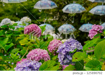 京都府長岡京市柳谷観音楊谷寺の初夏の境内をを撮影したもの 125890702