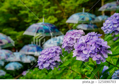 京都府長岡京市柳谷観音楊谷寺の初夏の境内をを撮影したもの 125890703