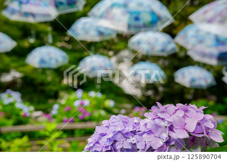 京都府長岡京市柳谷観音楊谷寺の初夏の境内をを撮影したもの 京都府長岡京市柳谷観音楊谷寺の初夏の境内をを撮影したもの 125890704