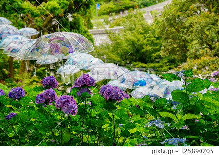京都府長岡京市柳谷観音楊谷寺の初夏の境内をを撮影したもの 京都府長岡京市柳谷観音楊谷寺の初夏の境内をを撮影したもの 125890705