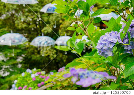 京都府長岡京市柳谷観音楊谷寺の初夏の境内をを撮影したもの 京都府長岡京市柳谷観音楊谷寺の初夏の境内をを撮影したもの 125890706