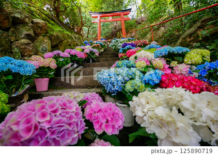 京都府長岡京市柳谷観音楊谷寺の初夏の境内をを撮影したもの 京都府長岡京市柳谷観音楊谷寺の初夏の境内をを撮影したもの 125890719