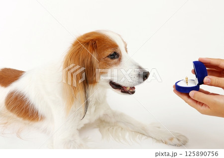 指輪を見つめる犬とプロポーズの瞬間を演出 指輪を見つめる犬とプロポーズの瞬間を演出 125890756