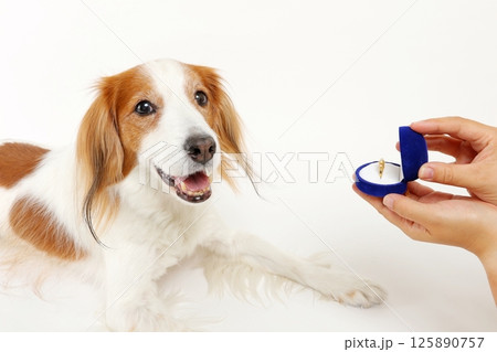 指輪を見つめる犬とプロポーズの瞬間を演出 指輪を見つめる犬とプロポーズの瞬間を演出 125890757