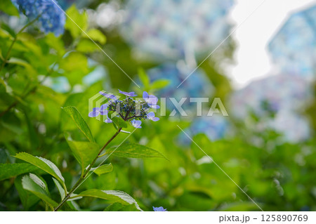 京都府長岡京市柳谷観音楊谷寺の初夏の境内をを撮影したもの 京都府長岡京市柳谷観音楊谷寺の初夏の境内をを撮影したもの 125890769