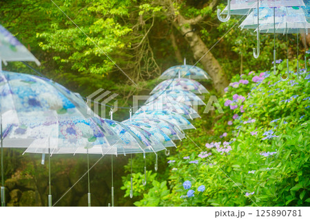 京都府長岡京市柳谷観音楊谷寺の初夏の境内をを撮影したもの 125890781