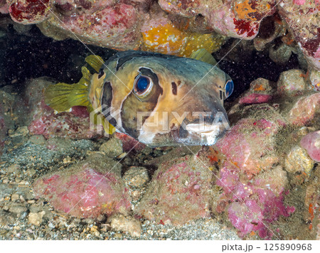 水中洞窟にいる巨大なヒトヅラハリセンボン。ヒリゾ浜中木南伊豆町伊豆半島静岡県2024 125890968