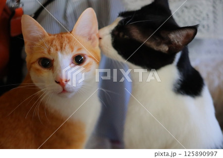 キスする猫、恋愛　恋　夫婦 125890997