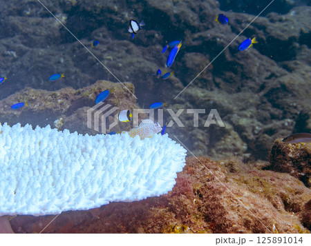 白化したサンゴに住むセダカギンポの幼魚。ヒリゾ浜中木南伊豆町伊豆半島静岡県2024 125891014