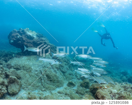 水面近くを泳ぐ美しいボラ(ボラ科)の群れ。 スキンダイバーも泳いでいる。 ヒリゾ浜中木南伊豆町伊豆 水面近くを泳ぐ美しいボラ(ボラ科)の群れ。 スキンダイバーも泳いでいる。 ヒリゾ浜中木南伊豆町伊豆 125891086