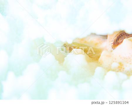 白化したサンゴに住むアワイロコバンハゼの幼魚。ヒリゾ浜中木南伊豆町伊豆半島静岡県2024 125891104