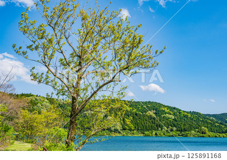 新緑の余呉湖風景 滋賀県長浜市余呉町 新緑の余呉湖風景 滋賀県長浜市余呉町 125891168