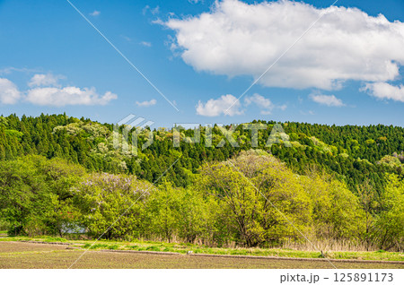 余呉湖畔の新緑の木々　滋賀県長浜市余呉町 125891173